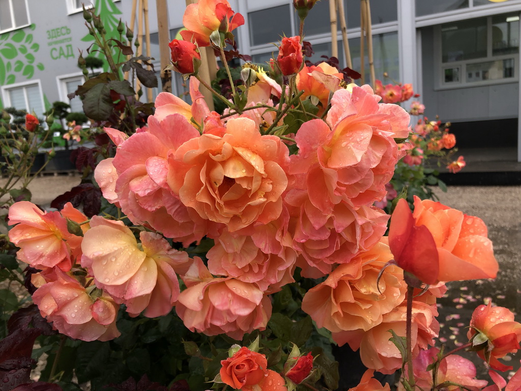 Роза шраб `Westerland`®